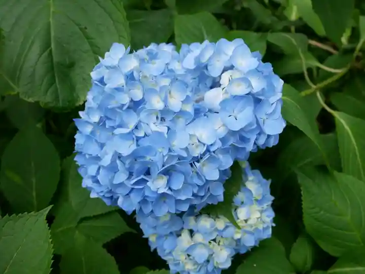 観音山慈眼院(高崎観音)(群馬県)