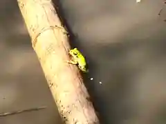 山家神社の自然