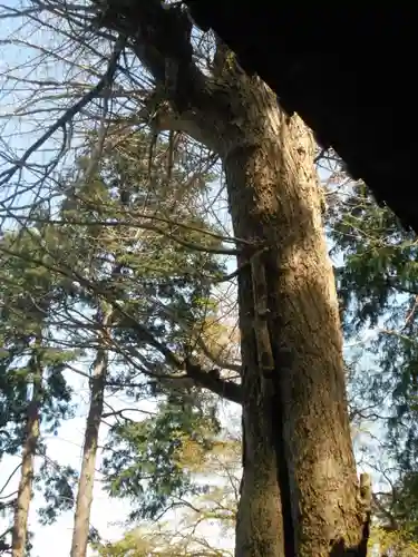 子之神社（子ノ神社）の自然