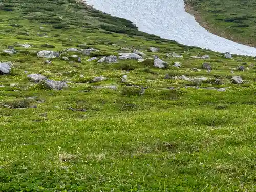 雄山神社峰本社の動物