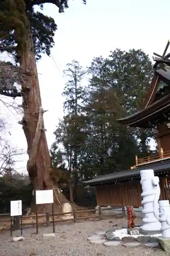 八幡宮の{uncategorized: "未分類", other: "その他", undefined: "問題あり", building: "その他建物", grave: "お墓", sacred_gate: "鳥居", guardian: "狛犬", statue: "像", buddha: "仏像", history: "歴史", nature: "自然", garden: "庭園", animal: "動物", pagoda: "塔", temizu: "手水舎", mountain_gate: "山門・神門", sanctuary: "本殿・本堂", subordinate: "末社・摂社", art: "芸術", scenery: "景色", jizo: "地蔵", ema: "絵馬", goshuin: "御朱印", omikuji: "おみくじ", items: "授与品その他", amulet: "お守り", goshuincho: "御朱印帳", eats: "食事", festival: "お祭り", votive_dance: "神楽", shichigosan: "七五三参", wedding: "結婚式", experience: "体験その他", initially: "初詣", around: "周辺", anti_infection: "感染症対策"}