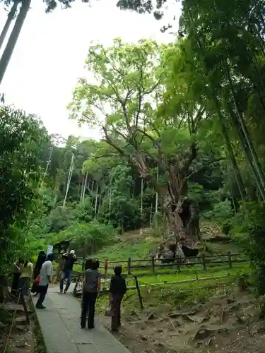 武雄神社(佐賀県)