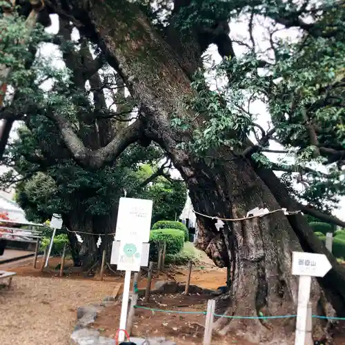 九重神社の自然