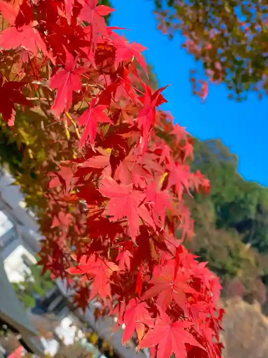 岡寺(龍蓋寺)の自然