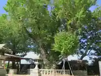 立屋敷八劔神社の自然