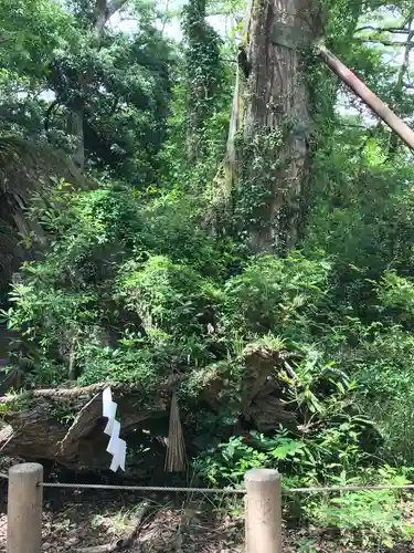 大山祇神社の自然