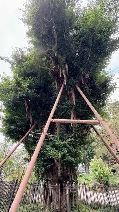 村山浅間神社(静岡県)