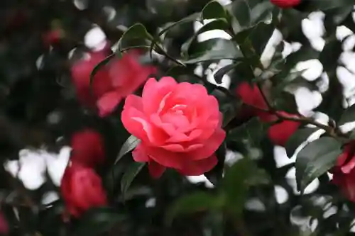 神炊館神社 ⁂奥州須賀川総鎮守⁂の庭園