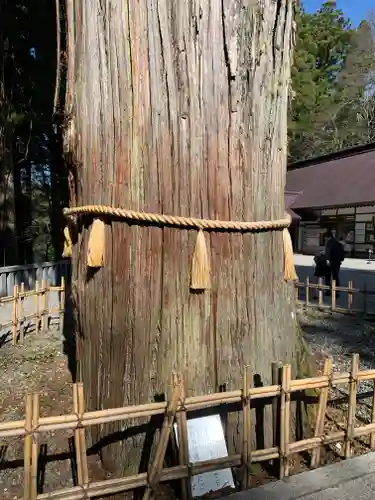 戸隠神社中社の自然