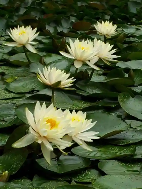 明治神宮の自然