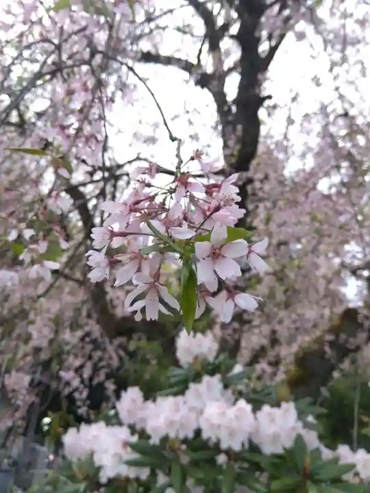 安養寺(福井県)