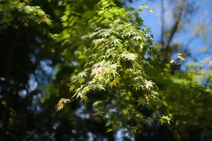 伊勢神宮内宮(皇大神宮)の自然
