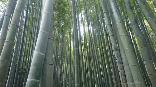 報国寺(神奈川県)