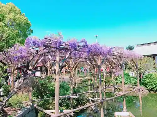 亀戸天神社の庭園