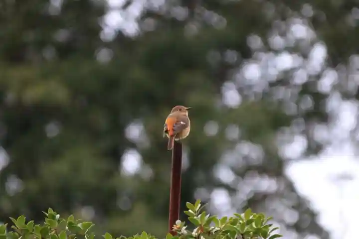 熊野福藏神社の動物