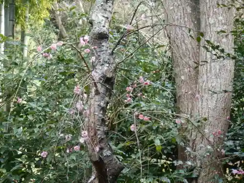 安國論寺（安国論寺）の自然