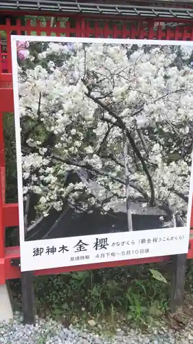 金櫻神社の建物その他