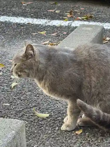 若宮八幡社(愛知県)