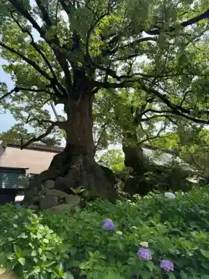 太宰府天満宮(福岡県)