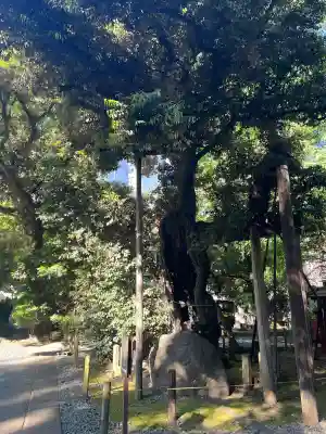 金王八幡宮の{uncategorized: "未分類", other: "その他", undefined: "問題あり", building: "その他建物", grave: "お墓", sacred_gate: "鳥居", guardian: "狛犬", statue: "像", buddha: "仏像", history: "歴史", nature: "自然", garden: "庭園", animal: "動物", pagoda: "塔", temizu: "手水舎", mountain_gate: "山門・神門", sanctuary: "本殿・本堂", subordinate: "末社・摂社", art: "芸術", scenery: "景色", jizo: "地蔵", ema: "絵馬", goshuin: "御朱印", omikuji: "おみくじ", items: "授与品その他", amulet: "お守り", goshuincho: "御朱印帳", eats: "食事", festival: "お祭り", votive_dance: "神楽", shichigosan: "七五三参", wedding: "結婚式", experience: "体験その他", initially: "初詣", around: "周辺", anti_infection: "感染症対策"}