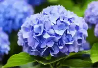 木舟山 順教寺(広島県)