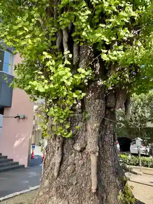 稼穡稲荷社の自然