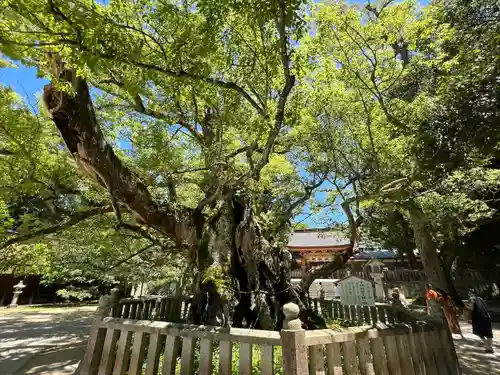 大山祇神社(愛媛県)