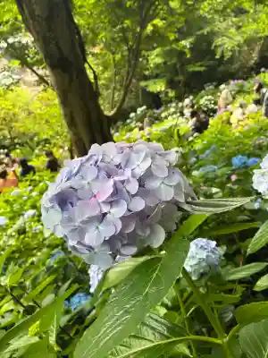 長谷寺(神奈川県)