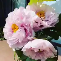 豊景神社の自然