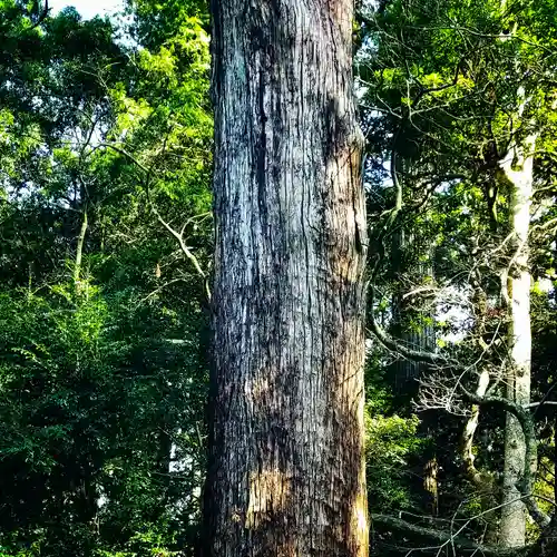 鹿島神宮の自然