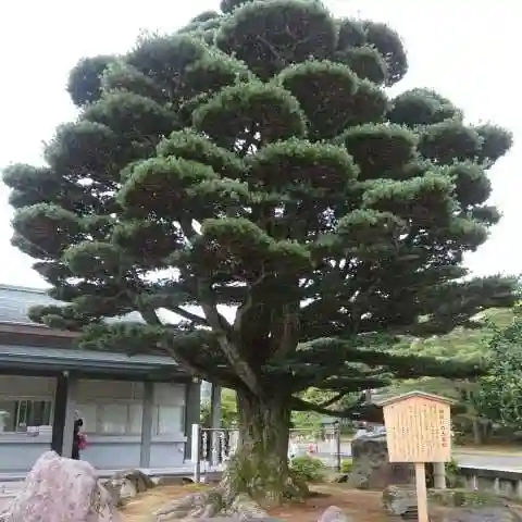 石川護國神社の庭園