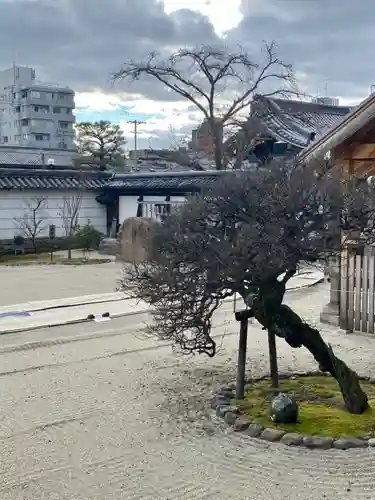 聖護院門跡の庭園