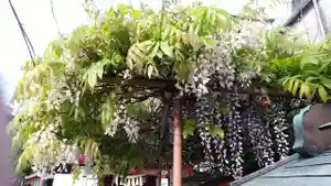 大牟田神社の自然(2020年04月24日(金) 15時12分30秒投稿)