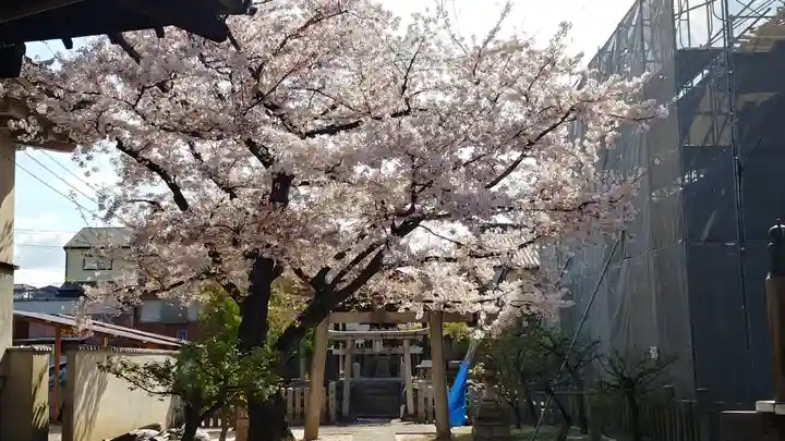 妙顯寺(妙顕寺)の自然