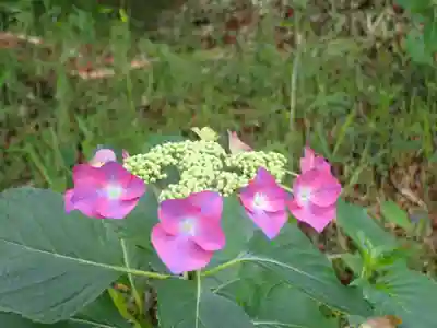 高幡不動尊　金剛寺(東京都)