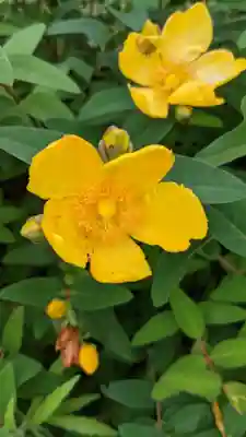 桂昌寺(岐阜県)