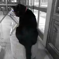 高司神社〜むすびの神の鎮まる社〜の動物