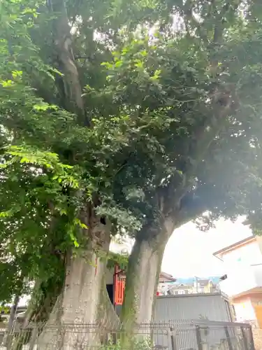 火防稲荷大明神の自然