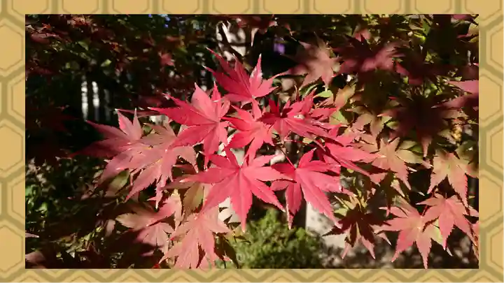 阿佐ヶ谷神明宮(東京都)