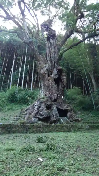 武雄神社の自然