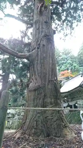配志和神社の自然
