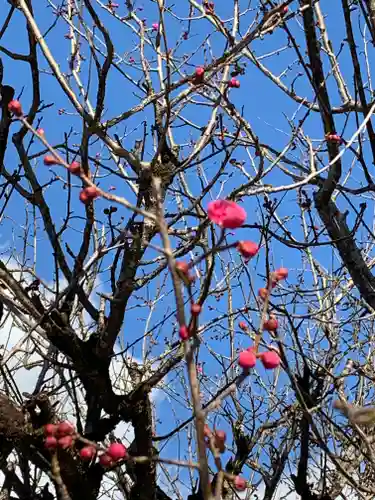 賀茂御祖神社（下鴨神社）の自然