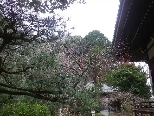 安國論寺(安国論寺)の自然