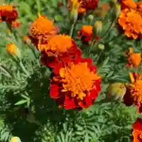 豊景神社の自然