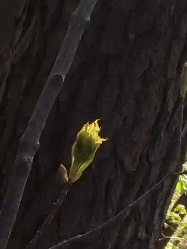 白山神社の自然
