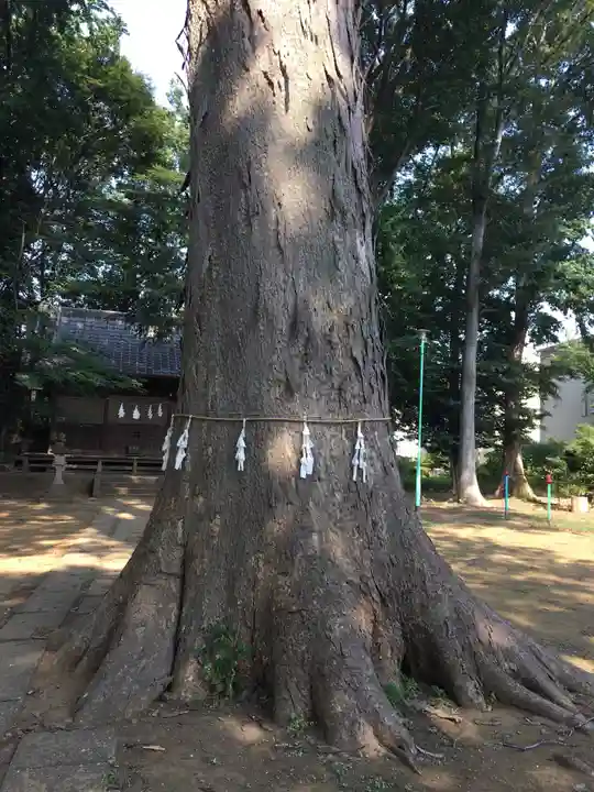八王子神社の自然