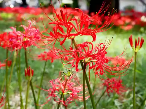 祖光院(千葉県)