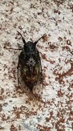 赤城神社の動物