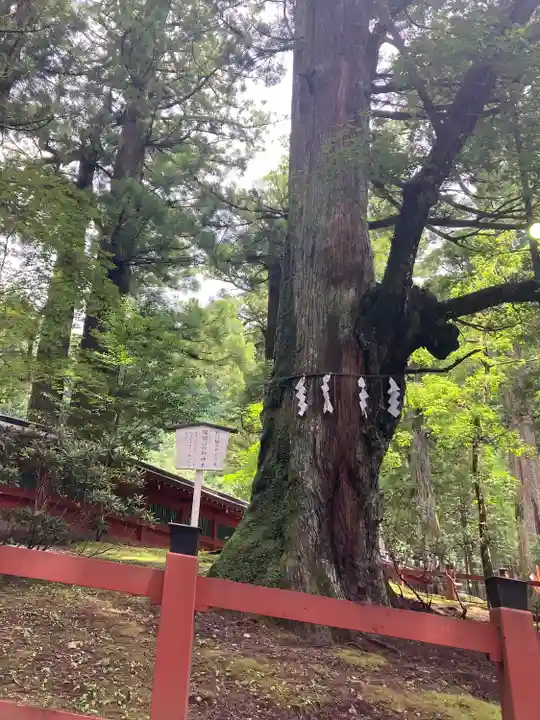 日光二荒山神社の自然