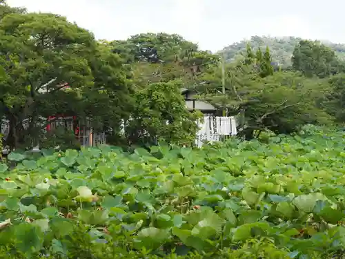 鶴岡八幡宮の庭園